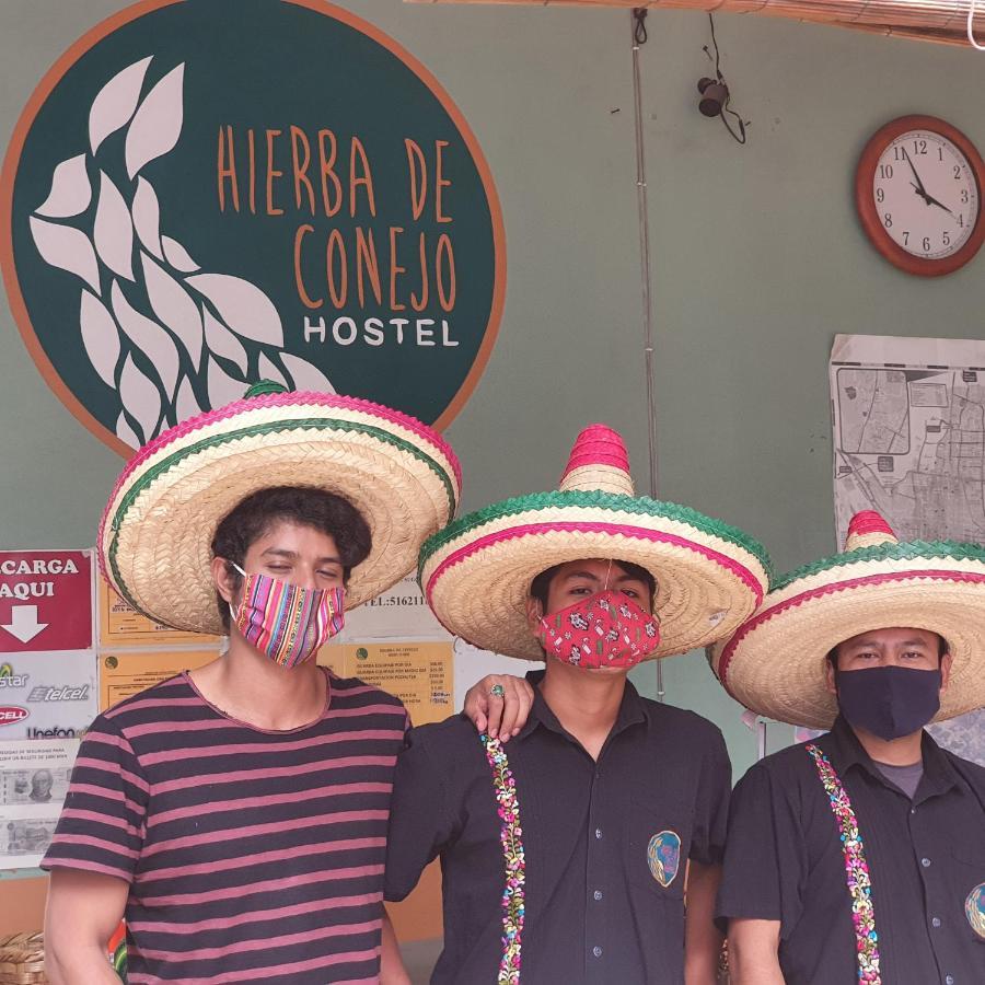 Hierba De Conejo Hostel Oaxaca Kültér fotó