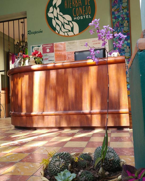 Hierba De Conejo Hostel Oaxaca Kültér fotó